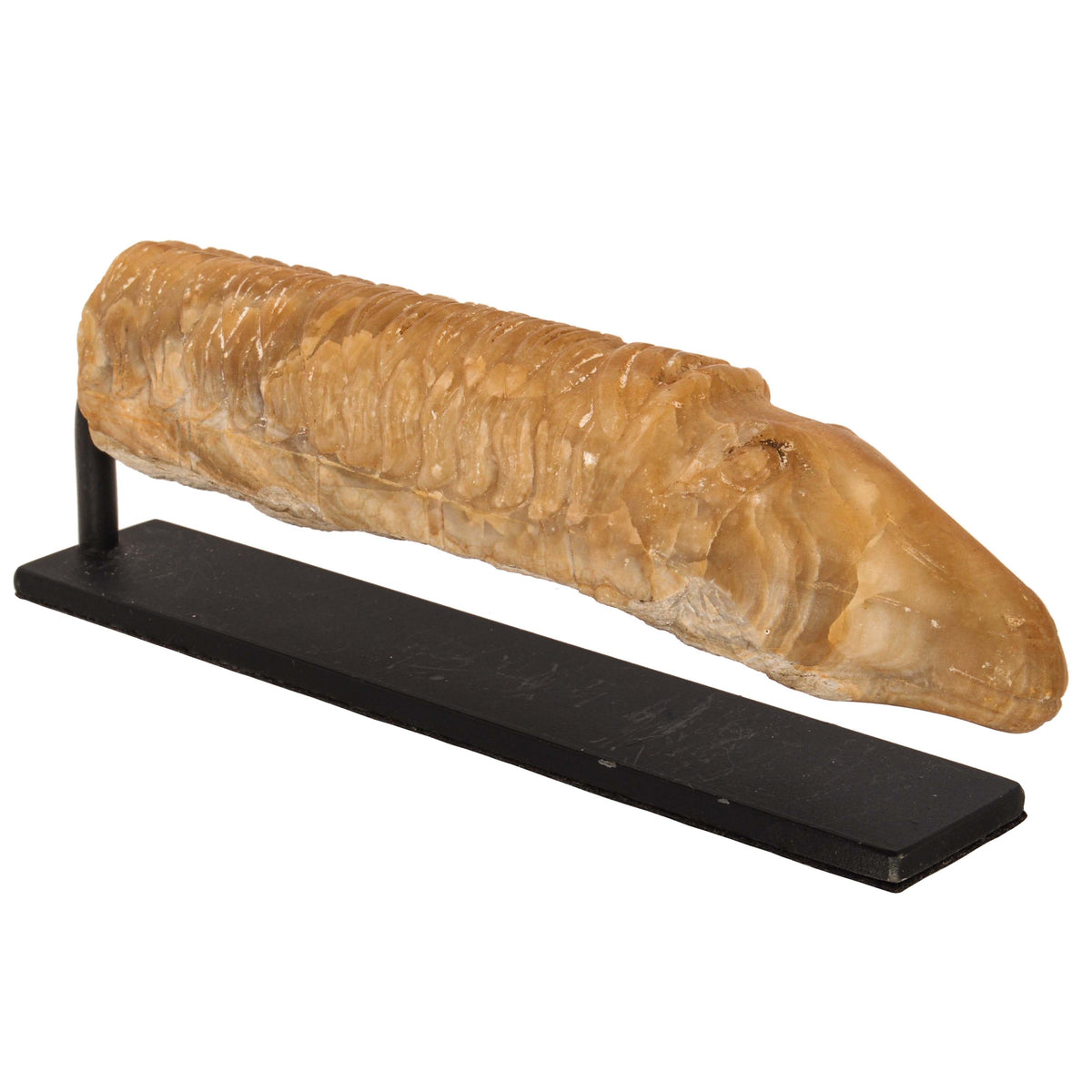 Ancient Antique Carved Marble Greco-Bactrian Hippocampus Horse, Circa 2nd Century BCE