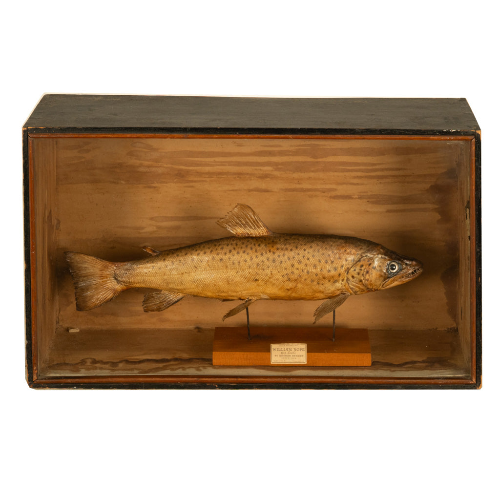 Antique Victorian Taxidermy Brown Trout Display Case William Hope Scotland 1890