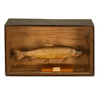 Antique Victorian Taxidermy Brown Trout Display Case William Hope Scotland 1890