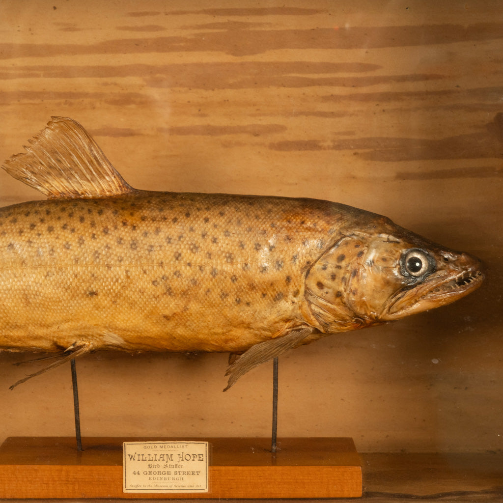 Antique Victorian Taxidermy Brown Trout Display Case William Hope Scotland 1890