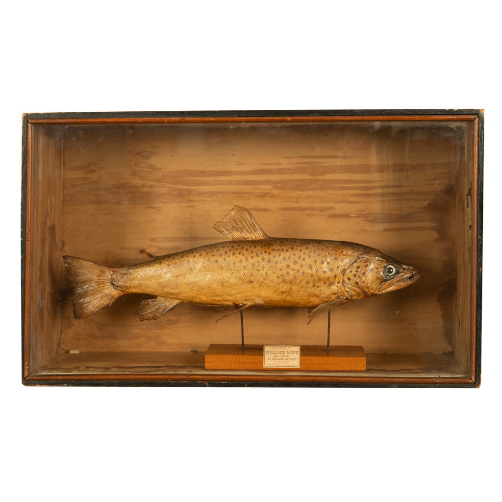Antique Victorian Taxidermy Brown Trout Display Case William Hope Scotland 1890