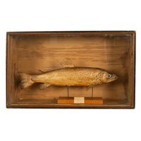Antique Victorian Taxidermy Brown Trout Display Case William Hope Scotland 1890