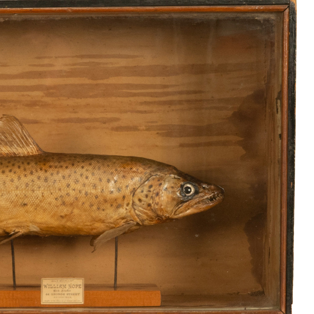 Antique Victorian Taxidermy Brown Trout Display Case William Hope Scotland 1890
