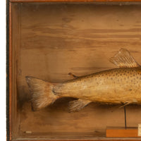 Antique Victorian Taxidermy Brown Trout Display Case William Hope Scotland 1890