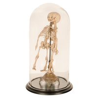 Antique 19th Century French Anatomical Conjoined Syncephalus Twins Skeleton Medical Model 1860