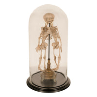 Antique 19th Century French Anatomical Conjoined Syncephalus Twins Skeleton Medical Model 1860