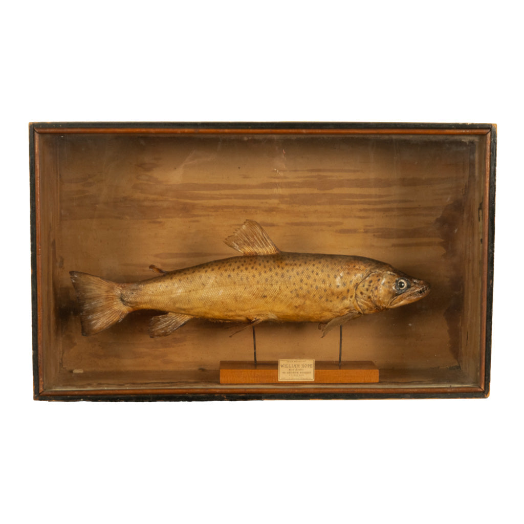Antique Victorian Taxidermy Brown Trout Display Case William Hope Scotland 1890