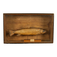 Antique Victorian Taxidermy Brown Trout Display Case William Hope Scotland 1890