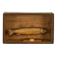 Antique Victorian Taxidermy Brown Trout Display Case William Hope Scotland 1890