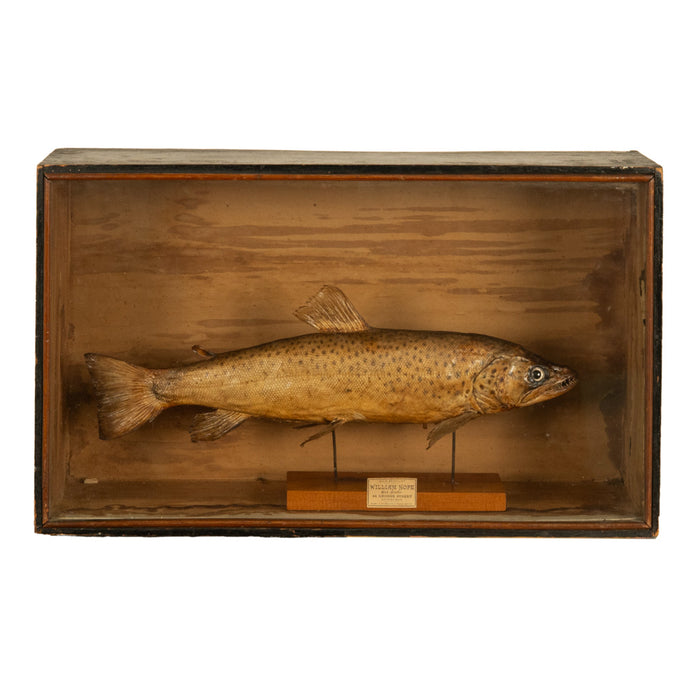 Antique Victorian Taxidermy Brown Trout Display Case William Hope Scotland 1890