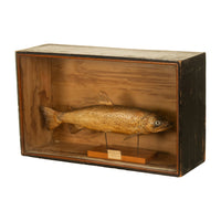Antique Victorian Taxidermy Brown Trout Display Case William Hope Scotland 1890