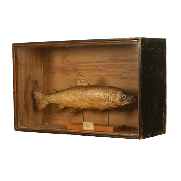 Antique Victorian Taxidermy Brown Trout Display Case William Hope Scotland 1890