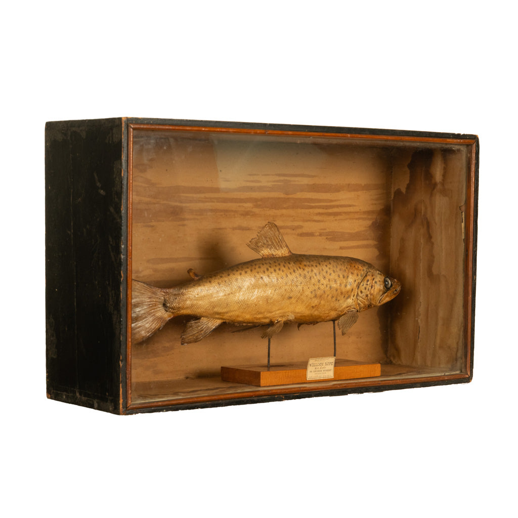 Antique Victorian Taxidermy Brown Trout Display Case William Hope Scotland 1890