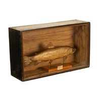 Antique Victorian Taxidermy Brown Trout Display Case William Hope Scotland 1890