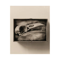 "Raven Skull" Diptych from Comparative Anatomy Portfolio Pacific Northwest by Dianne Kornberg 1993