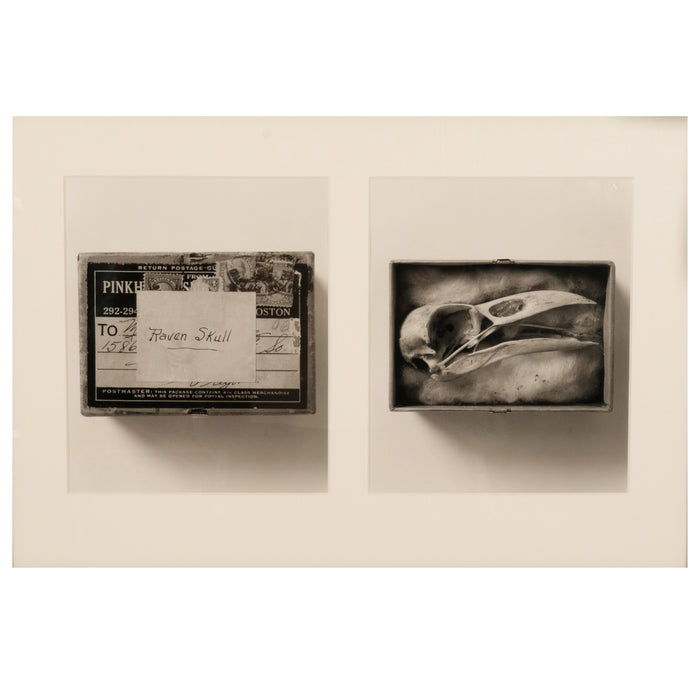 "Raven Skull" Diptych from Comparative Anatomy Portfolio Pacific Northwest by Dianne Kornberg 1993