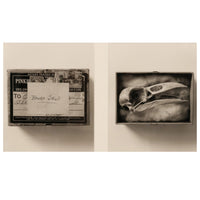 "Raven Skull" Diptych from Comparative Anatomy Portfolio Pacific Northwest by Dianne Kornberg 1993