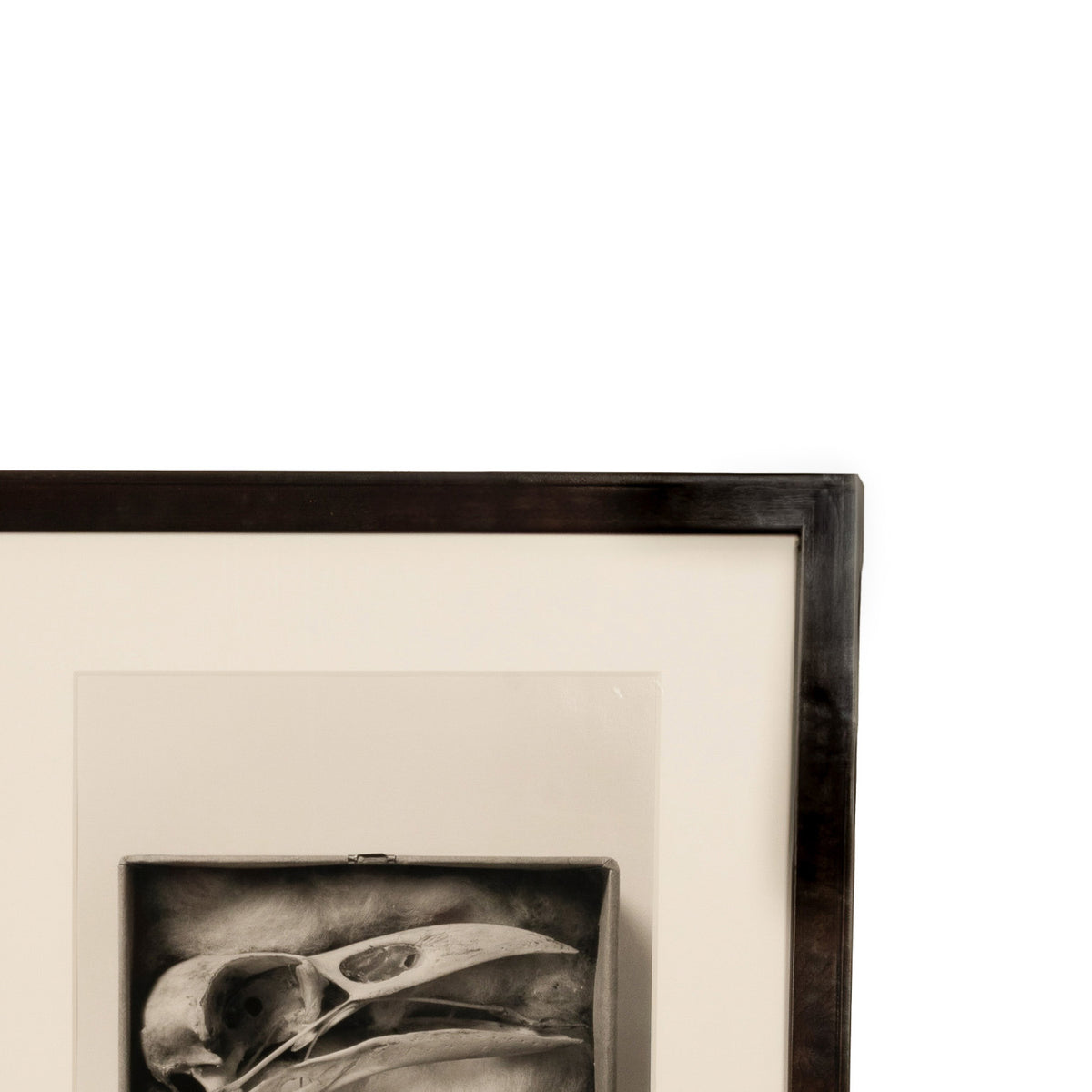 "Raven Skull" Diptych from Comparative Anatomy Portfolio Pacific Northwest by Dianne Kornberg 1993