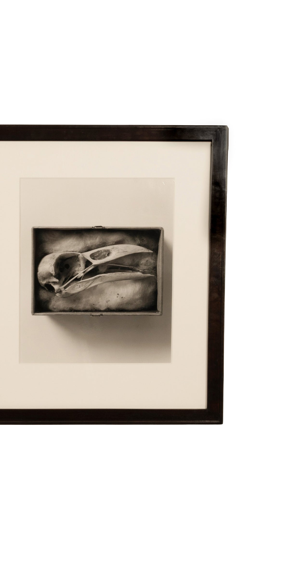 "Raven Skull" Diptych from Comparative Anatomy Portfolio Pacific Northwest by Dianne Kornberg 1993