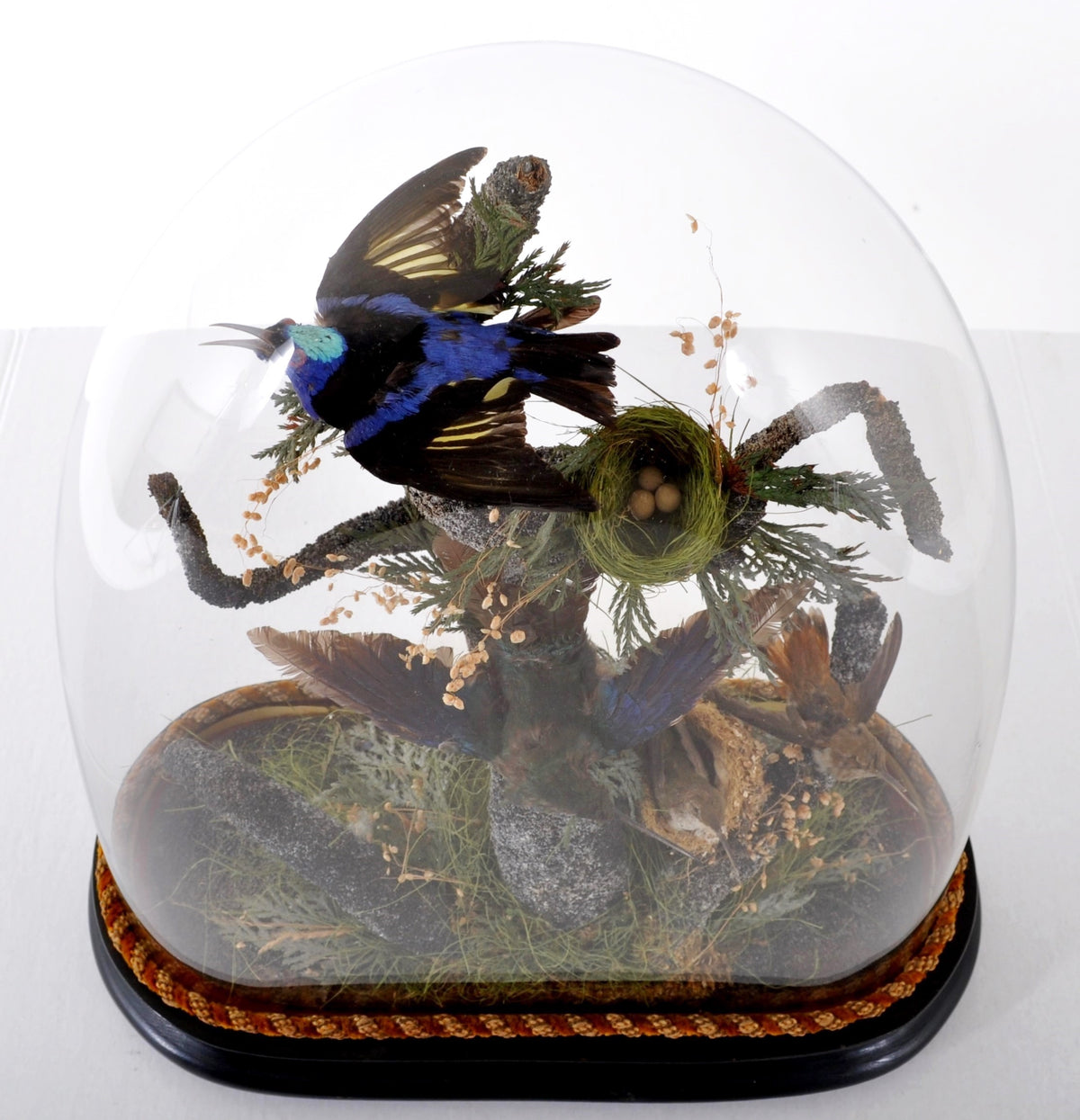 Antique Victorian Glass Domed Hummingbird Taxidermied Diorama, Circa 1870